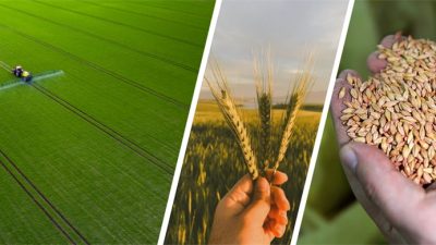 Tarım ve Orman Bakanlığı çiftçilere verilen tarımsal destekleme ödemelerini gerçekleştirmeye