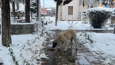Erzincan Belediyesi Veteriner İşleri Müdürlüğü düzenli olarak gerçekleştirdiği sokak hayvanlarını