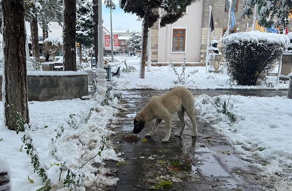 Erzincan Belediyesi Veteriner İşleri Müdürlüğü düzenli olarak gerçekleştirdiği sokak hayvanlarını