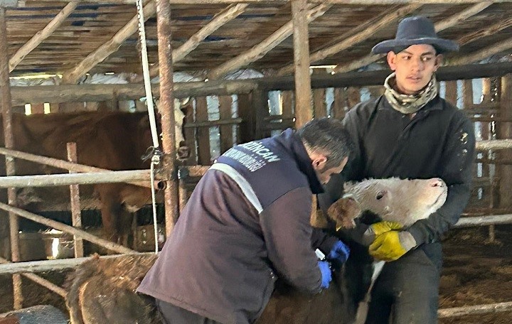 Erzincan’da yaklaşık 3 aylık süre içerisinde veteriner sağlık ekipleri 6