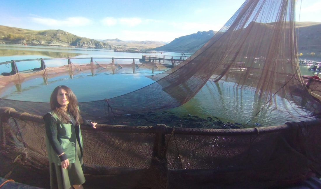 Erzincan’dan Elazığ’a balık sevkiyat başladı. Erzincan’da bulunan baraj göllerinde yetiştirilen