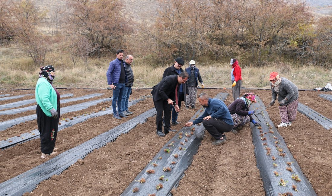 Erzincan tarımda geleceğe umutla bakıyor. Tarımsal ürün deseninin her yıl