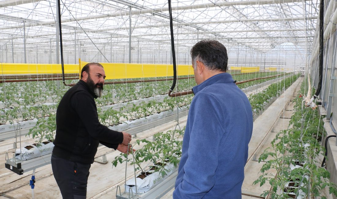 Jeotermal kaynakları, verimli toprakları ve mikro klima özelliği ile seracılıkta