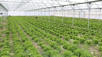 Tarım ve Orman Bakanlığınca tarımsal destek ödemeleri kapsamında 323 milyon