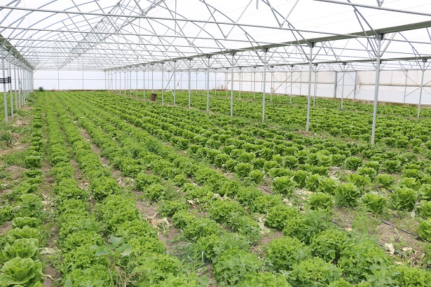 Tarım ve Orman Bakanlığınca tarımsal destek ödemeleri kapsamında 323 milyon