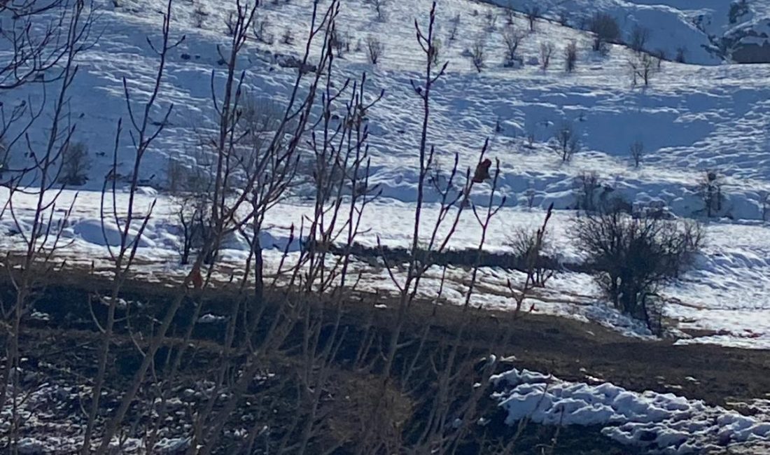 Erzincan’ın Kemah ilçesine bağlı Kömür köyünde kontrolsüz şekilde artan koyun