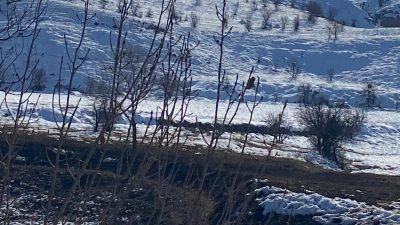 Erzincan’ın Kemah ilçesine bağlı Kömür köyünde kontrolsüz şekilde artan koyun