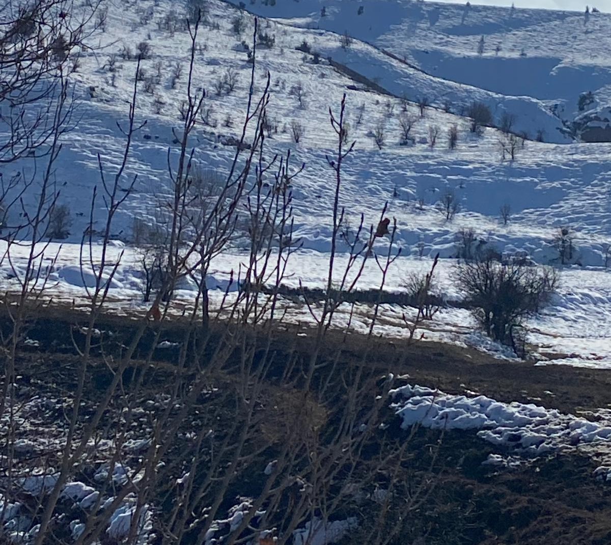 Erzincan’ın Kemah ilçesine bağlı Kömür köyünde kontrolsüz şekilde artan koyun