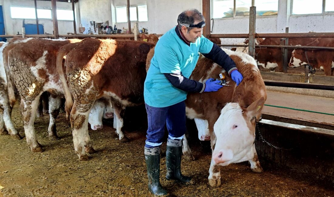 Erzincan’ın İliç ilçesinde tüm büyükbaş hayvanlarda aşılama süreci devam ediyor.