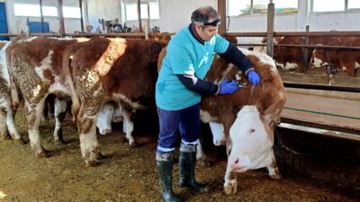 Erzincan’ın İliç ilçesinde tüm büyükbaş hayvanlarda aşılama süreci devam ediyor.