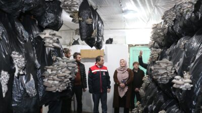 Erzincan çiftçisi tarımsal ürün desenini genişletmeye devam ediyor. Erzincan’ın Üzümlü