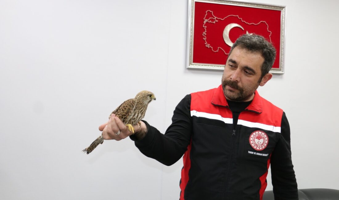  Erzincan’da ağır seyreden kış şartları yaban hayatını olumsuz etkilemeye