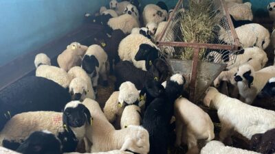 Kış aylarının sonlarına yaklaştığımız bugünlerde Erzincan genelinde kuzu doğumları tüm