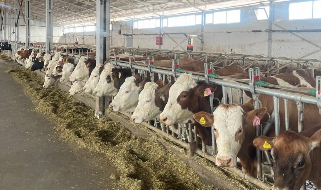 Erzincan’da işletmeler hastalıktan arî işletme olabilmek için başvurularını sürdürüyor. Tarım