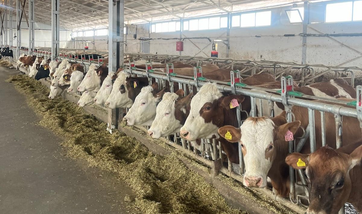 Erzincan’da işletmeler hastalıktan arî işletme olabilmek için başvurularını sürdürüyor. Tarım