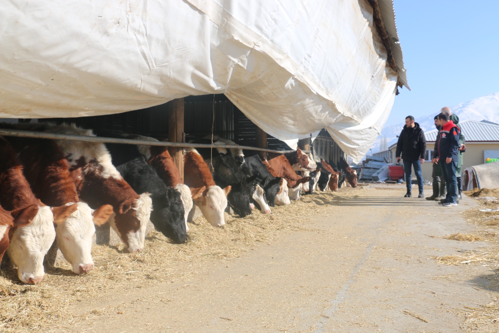 Erzincan’da büyükbaş hayvancılık faaliyeti yürüten işletmeler arîlik belgesi alabilmek amacıyla