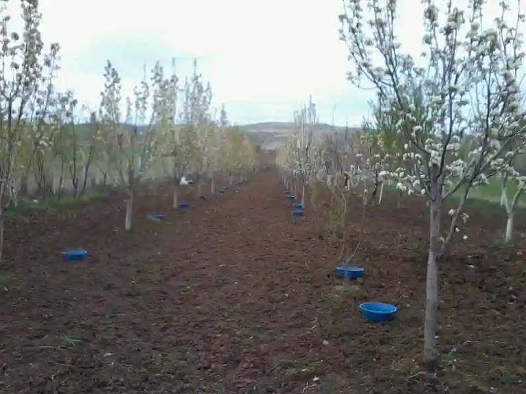 Erzincan Tarım ve Orman İl Müdürlüğü Bitkisel Üretim ve Bitki