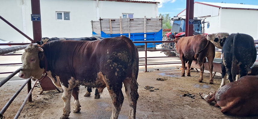 Tarım ve Orman Bakanlığı'nın hayvancılık sektörünü desteklemek ve kırsaldaki aile