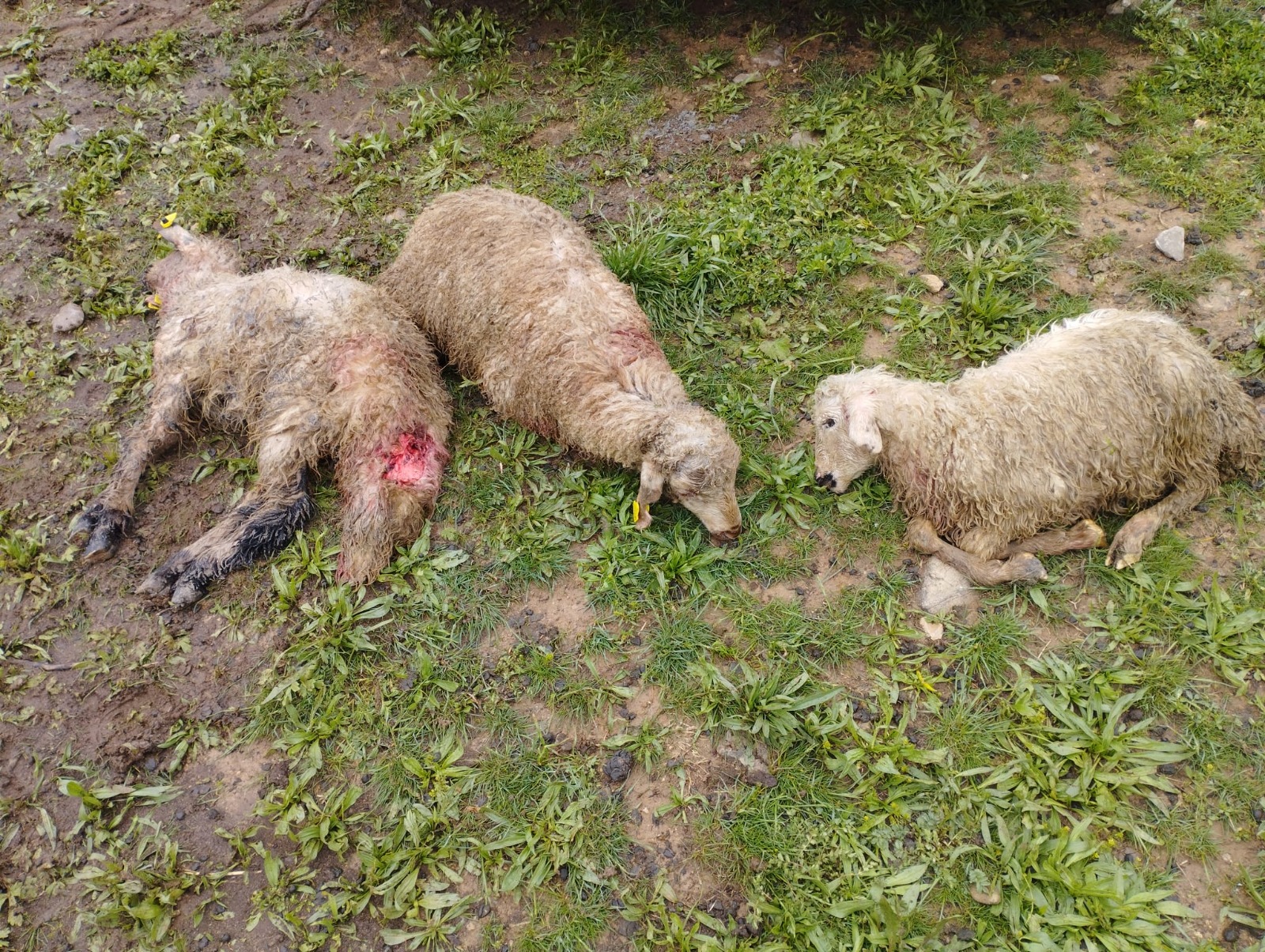 Erzincan’da kış döneminde sık sık yaşanan kurt saldırıları Mayıs ayı