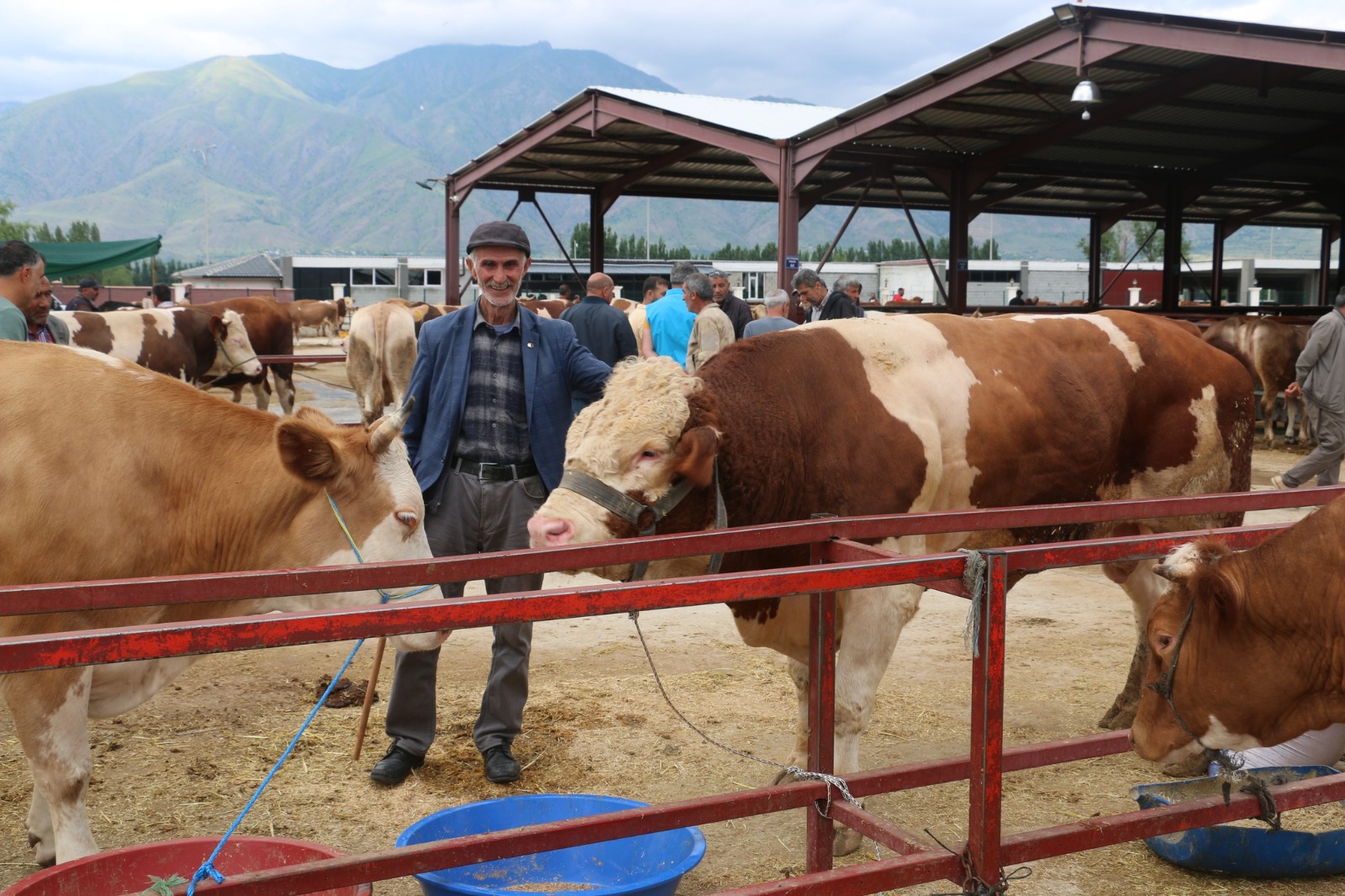 Kurban Bayramına sayılı günler kala Erzincan Belediyesi Hayvan Pazarında hareketlilik