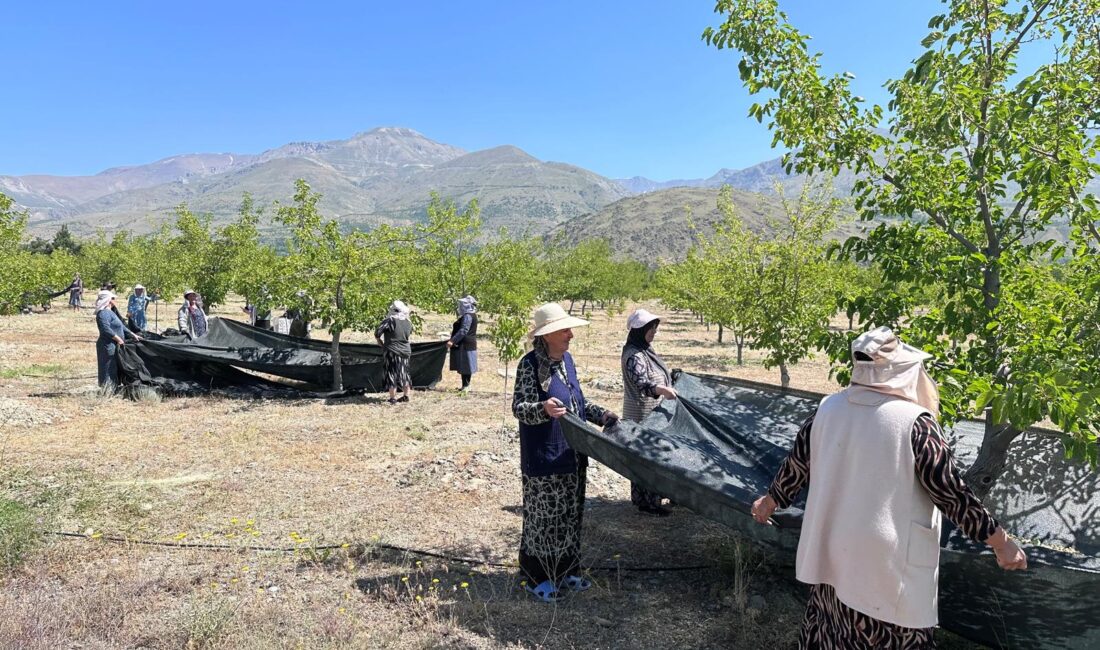Erzincan’da dut hasadı başladı. Son yıllarda Erzincan’da çok sayıda ağacın