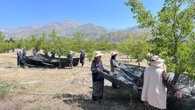 Erzincan’da dut hasadı başladı. Son yıllarda Erzincan’da çok sayıda ağacın