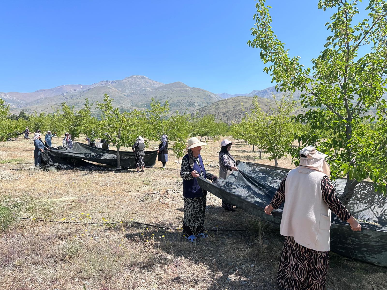 Erzincan’da dut hasadı başladı. Son yıllarda Erzincan’da çok sayıda ağacın