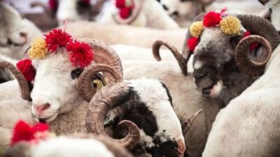 Diyanet İşleri Başkanlığı, bayram namazı öncesi kesilen kurbanların dini açıdan