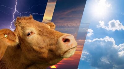 Bayram boyunca hava sıcaklığı mevsim normallerinin üzerinde seyredecek. Yurdun doğusunda