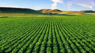 Tarım Ürünleri Üretici Fiyat Endeksi (Tarım ÜFE), mayıs ayında bir