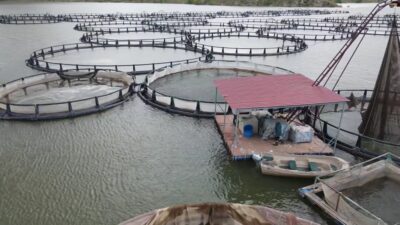 Erzincan’ın Tercan ilçesinde bulunan Tercan Baraj Gölü’nde kafes balıkçılığı artarak