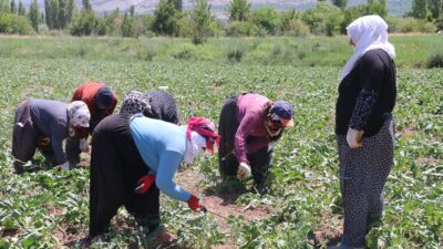 Erzincan merkeze bağlı köylerde, şeker pancarı tarlalarında çalışan mevsimlik tarım