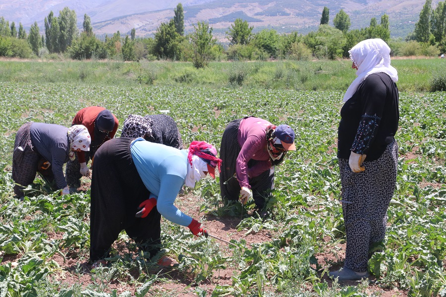 Erzincan merkeze bağlı köylerde, şeker pancarı tarlalarında çalışan mevsimlik tarım