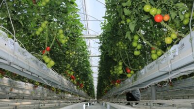 Erzincan’ın yıl boyu tarımsal üretim potansiyelini arttırmak amacıyla Toplu Sera