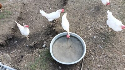 Mayıs ayında bir önceki yılın aynı ayına göre, tavuk yumurtası