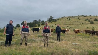 Erzincan’ın Refahiye ilçesinde kaybolan 19 adet büyükbaş hayvan jandarma ekipleri