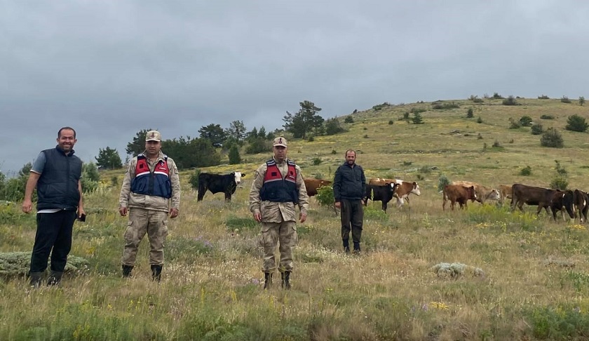 Erzincan’ın Refahiye ilçesinde kaybolan 19 adet büyükbaş hayvan jandarma ekipleri