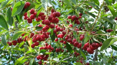 Erzincan’da Temmuz ayıyla birlikte dut, kiraz gibi meyvelerin ardından vişne