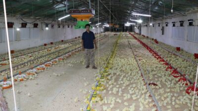 Erzincan’da hayvancılık sektörünün alt sektörlerinden biri olan broiler yetiştiriciliği 40