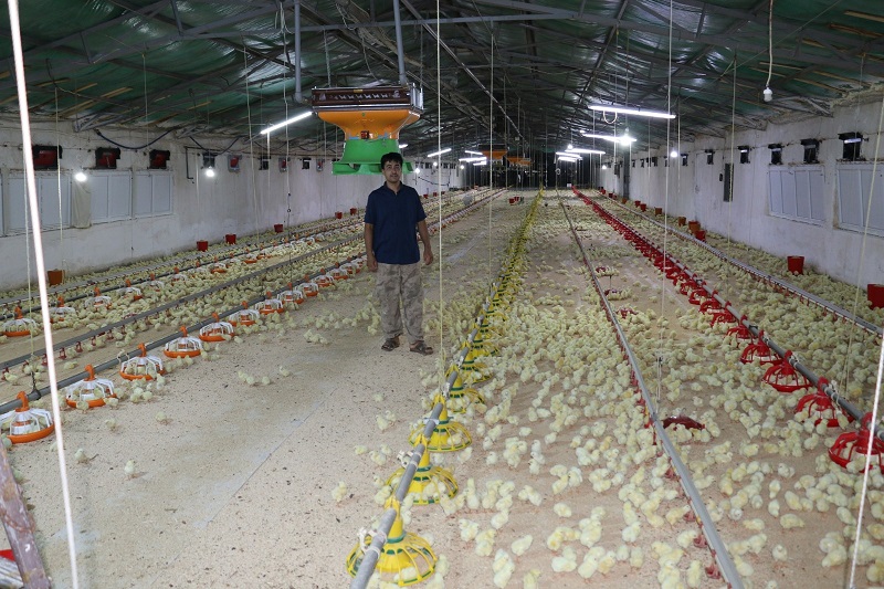 Erzincan’da hayvancılık sektörünün alt sektörlerinden biri olan broiler yetiştiriciliği 40