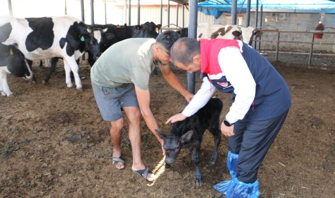 Tarım ve Orman Bakanlığı’nın ülke genelinde et üretimini artırmak amacıyla
