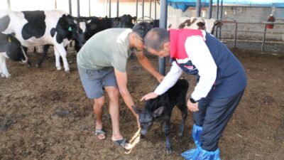 Tarım ve Orman Bakanlığı’nın ülke genelinde et üretimini artırmak amacıyla