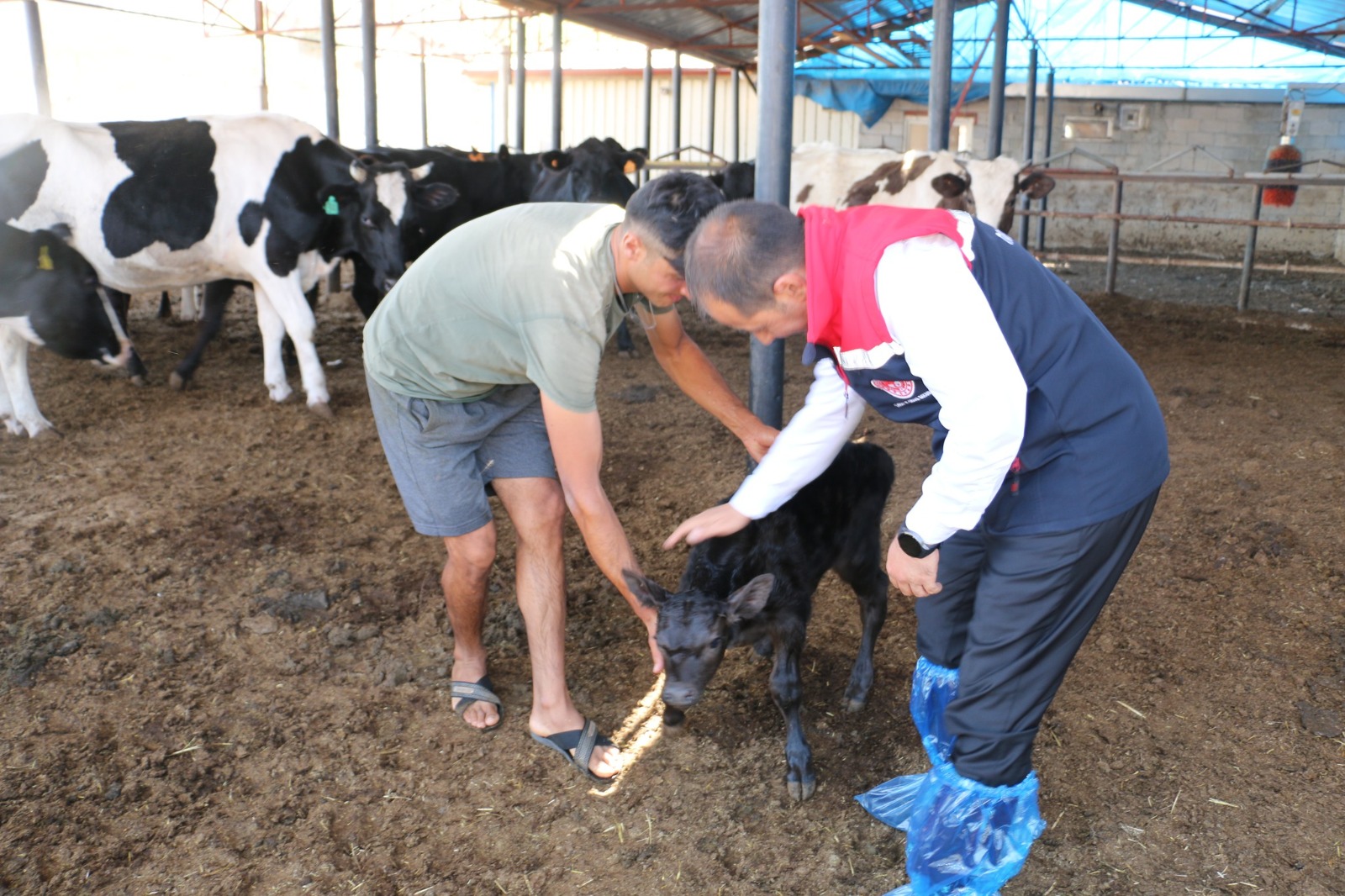 Tarım ve Orman Bakanlığı’nın ülke genelinde et üretimini artırmak amacıyla