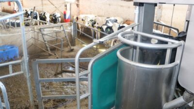 Erzincan’da hayvancılık sektörü modernize olmaya devam ediyor. Erzincan’da bir süt