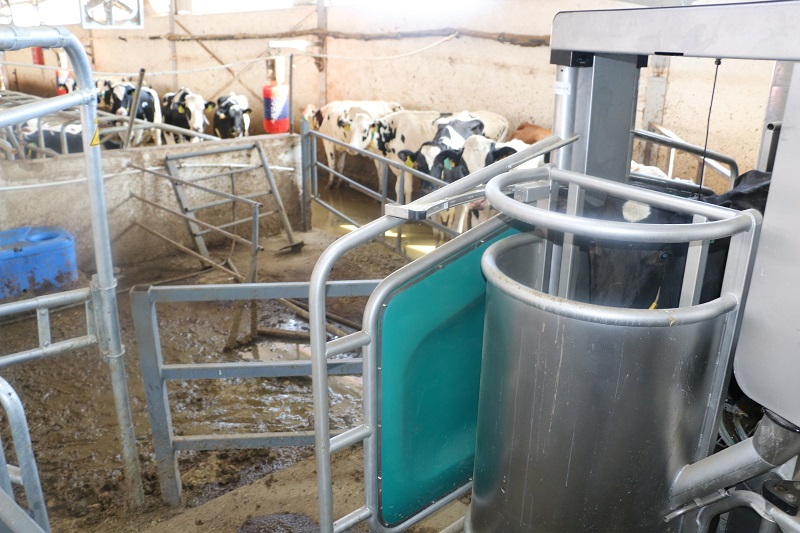 Erzincan’da hayvancılık sektörü modernize olmaya devam ediyor. Erzincan’da bir süt