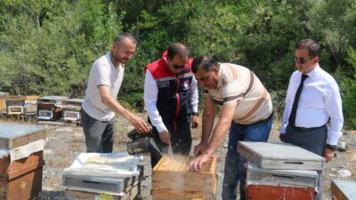 Ağustos ayının gelmesiyle birlikte Erzincan’ın meşhur geven balında hasat telaşı