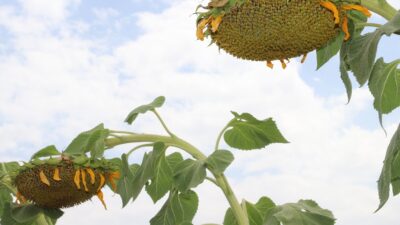Erzincan’ın birçok bölgesinde yetiştirilmeye başlanan Ayçiçeği Ağustos ayının sonuna doğru
