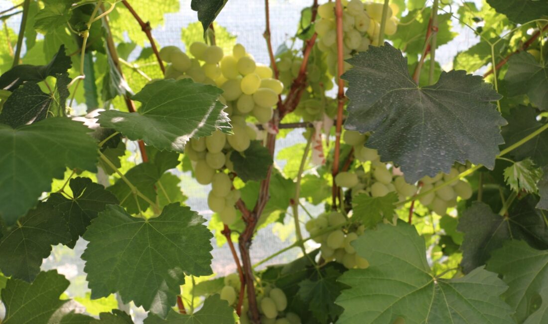 Erzincan’ın Üzümlü ilçesine bağlı Bayırbağ köyünde yaşayan Faik Binali, 300