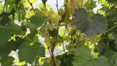 Erzincan’ın Üzümlü ilçesine bağlı Bayırbağ köyünde yaşayan Faik Binali, 300