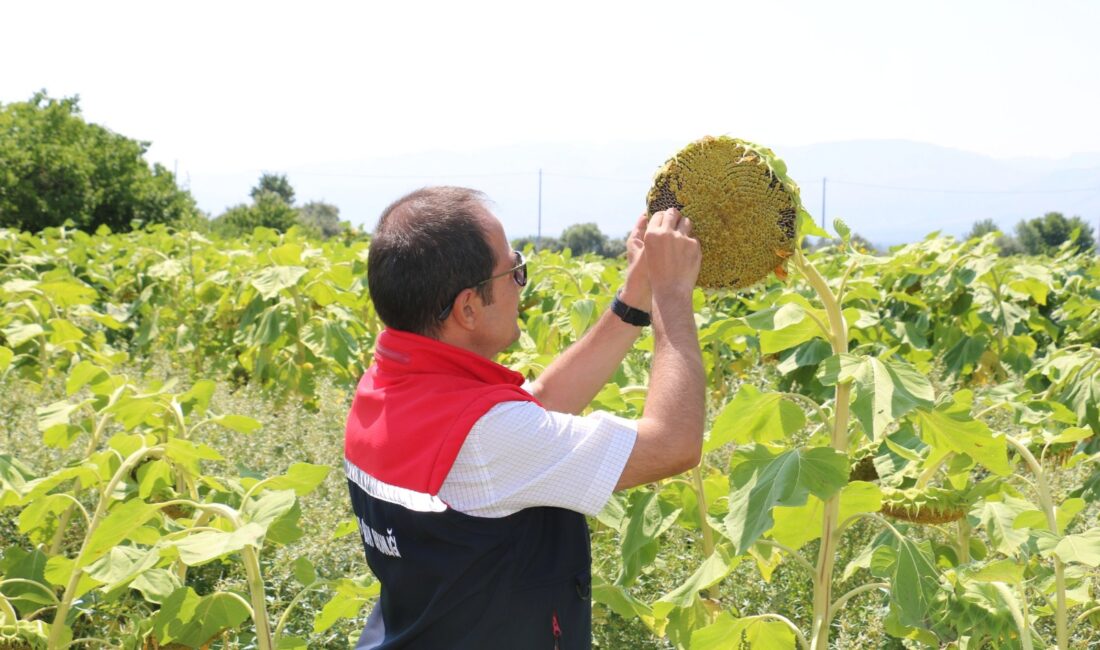 Erzincan tarım sektöründe son yıllarda hızlı bir yayılış trendine giren